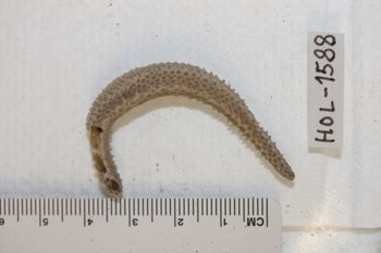 Media type: image;   Invertebrate Zoology HOL-1588 Description: Preserved specimen.;